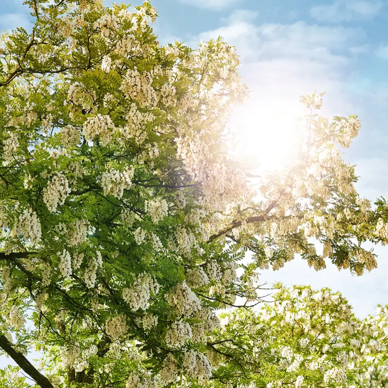 Blühender Akazienbaum - reiche Ernte für die Langnese Bienen