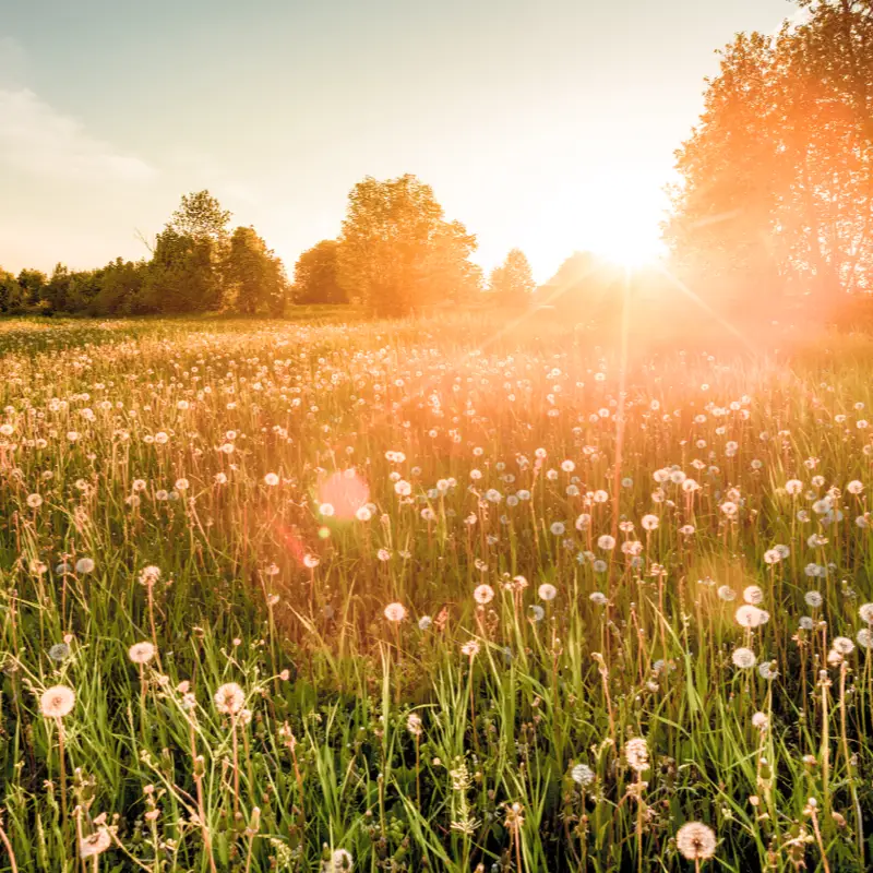 Eine bunte Sommerwiese – der Ursprungsort vieler leckerer Langnese Honigs