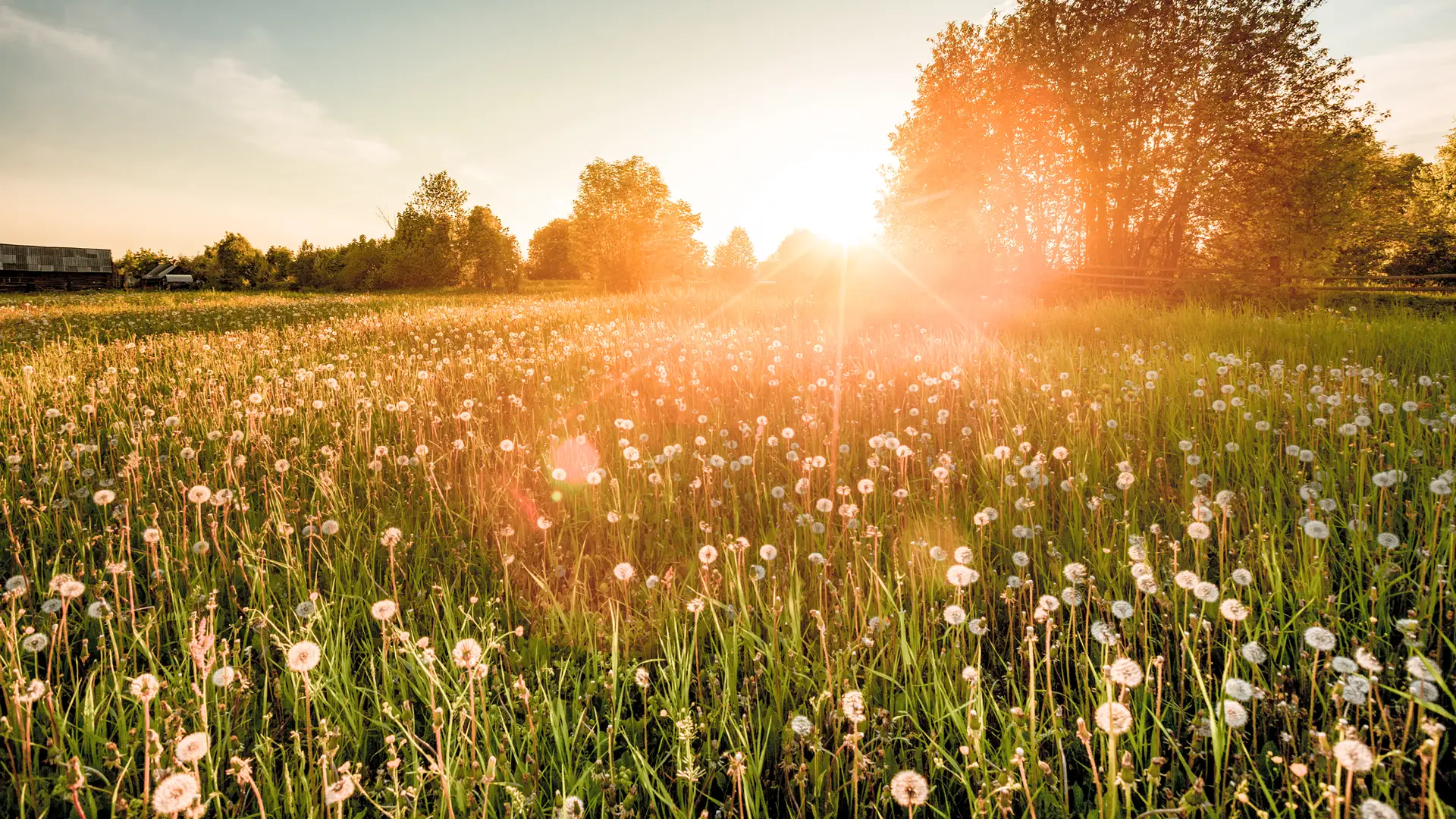 Eine bunte Sommerwiese – der Ursprungsort vieler leckerer Langnese Honigs