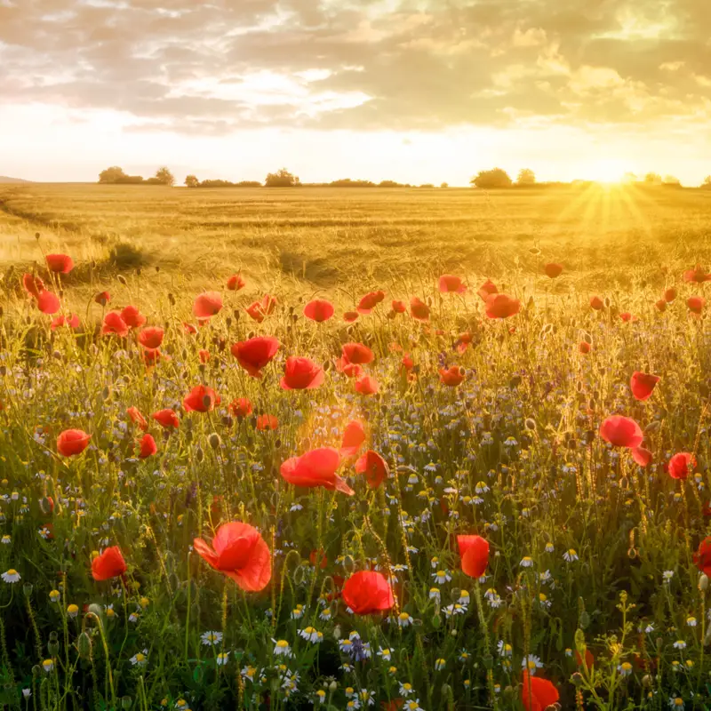 Blühende Mohnblumen auf Feld - reiche Ernte für die Langnese Bienen.