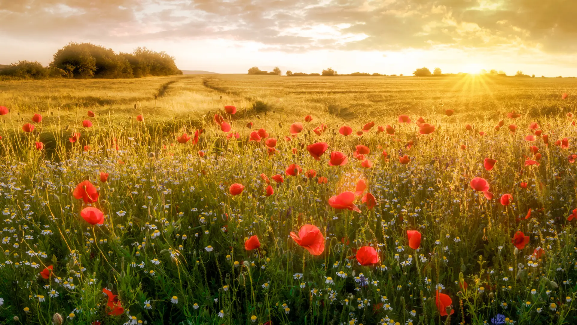 Blühende Mohnblumen auf Feld - reiche Ernte für die Langnese Bienen.